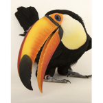 Toucantoes