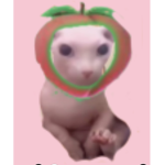 Bingus_club<3