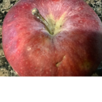 Appleseed boys