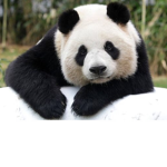 Amelia’s Pandas