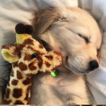 sweetly soft