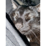 tiffanys cat