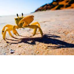 The Rabid Crabbies