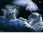 BRK WHITE TIGERS