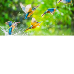 Marylanza Resorts