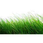 The Grass Productions
