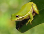 THE FROGSQUAD