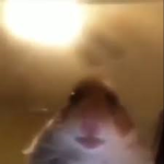 Hamster’s are good