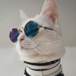 Mr_Cat's fangroup