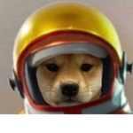 Dog Pak
