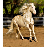 The fansYoSoyPlex and Horse club