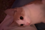 ʚɞPortalsʚɞ