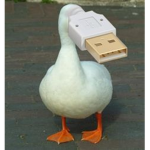 DUCKS ROX