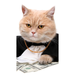rich cute kitty