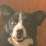 Tuxedo Plays Games Fan Group!!!!