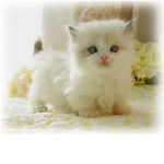 ღೋ♥ Kitten Lovers  ♥ೋღ