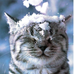 Wintercat