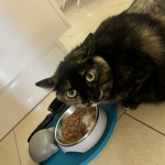 Hi ihr Katzen
