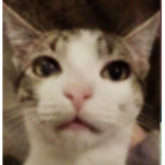 ”Swaggy cats”