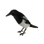 Magpie on head