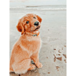 Just For Fun! Adopt Me Trading Group!