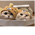 Come in this group If you lav catssss!