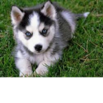 husky fan group 2nd