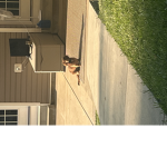 Dachshunds