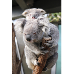 iluvkoalas