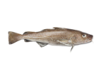 cod fish?