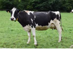 the fun group cow
