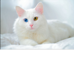 The Kitty’s we hate the rats