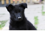 Puppy & dog fan Group