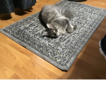 Mah OOOF Kitty group