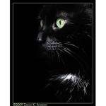 ~....Black_cat....~