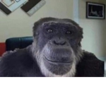 MonkyClan