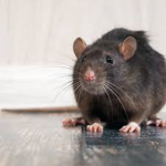Ratatouille rat rat rat rat rat rats