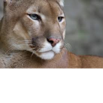 Team Pumas