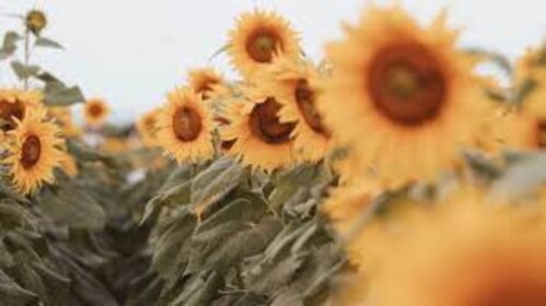 Sunflower Café Application Center!