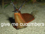ˢᵒᵃᵏᵉᵈgastropods