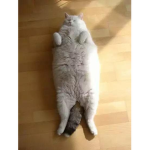 Grupo para adorar a los gatitos gordos