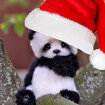 The Cool Panda Club