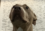 Hi I am the owner of this community