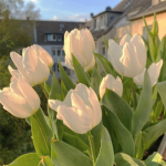 • |Aesthetic Flowers| •