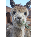Llama Buddies :3