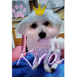 Kira il cane di Carol