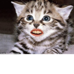 Meow With Pride