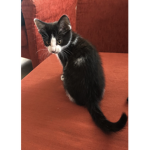 Ales Marie und ihre katzen