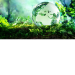 Fresh green leaves