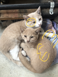 Kat ### # ##### ### #####